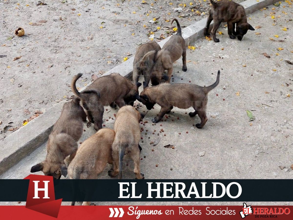 crecen ventas de cachorros