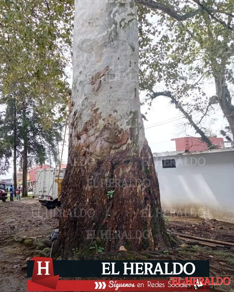 denuncian tala4