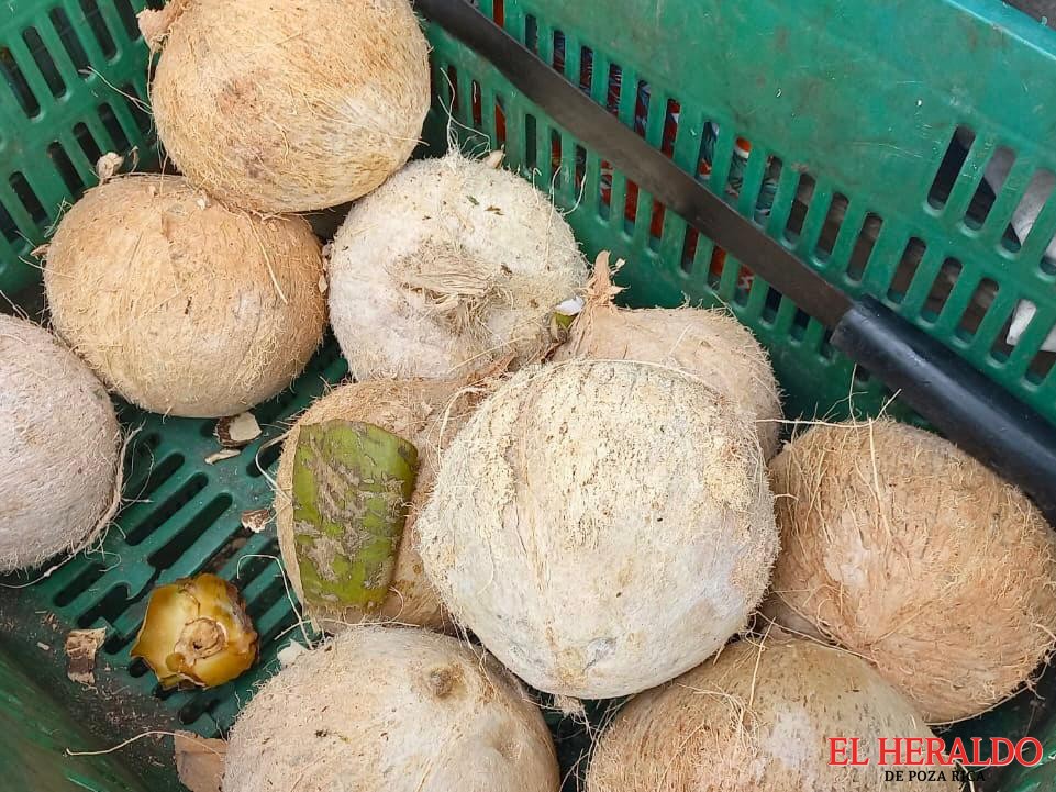 ventas de agua de coco