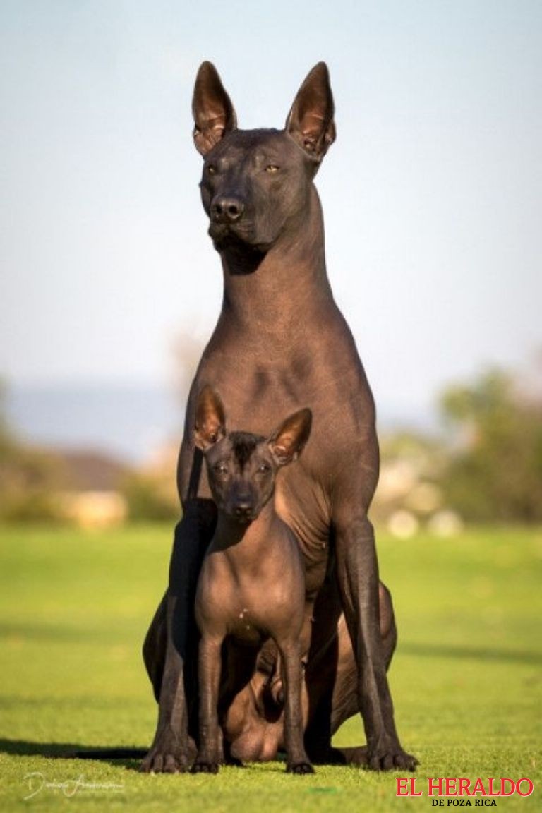 xoloitzcuintle2