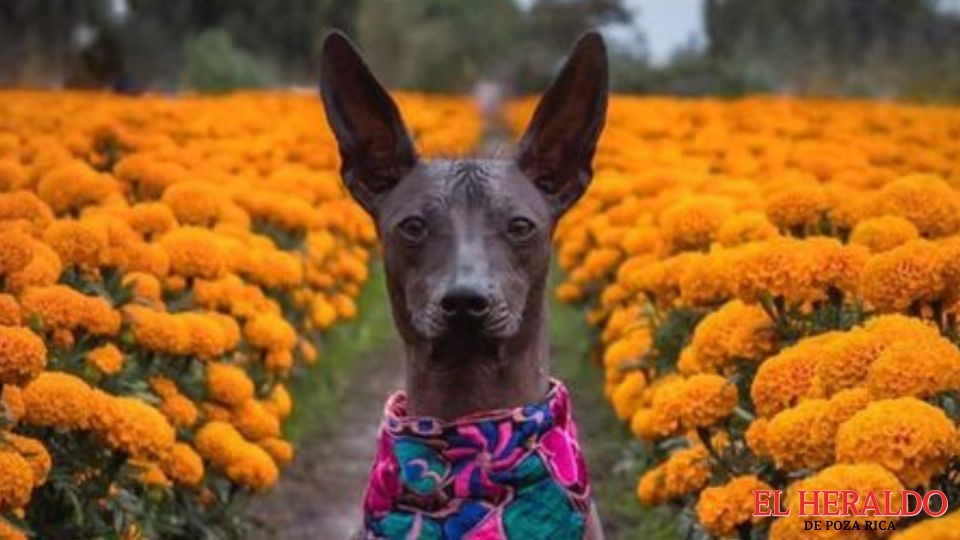 xoloitzcuintle