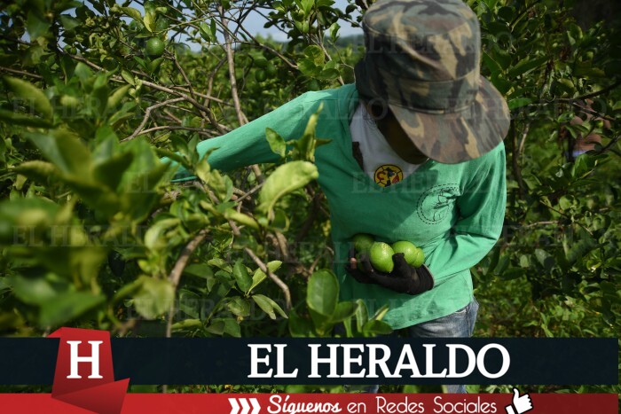 Limón cebolla y azúcar