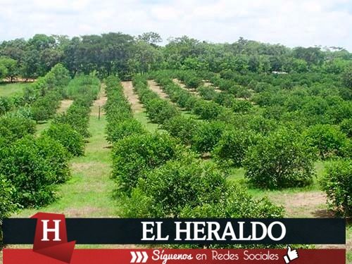 El campo