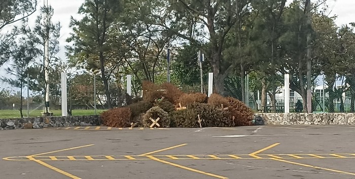 reciclan 900 pinos