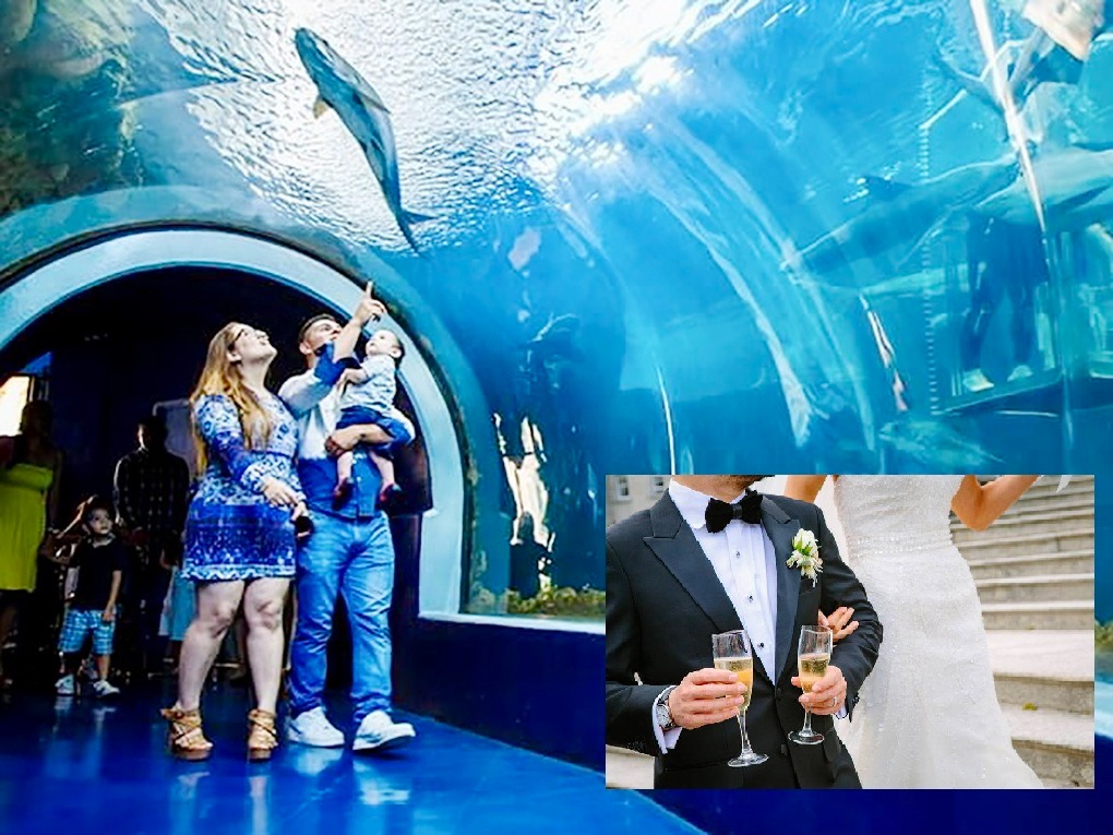 Preparan bodas
