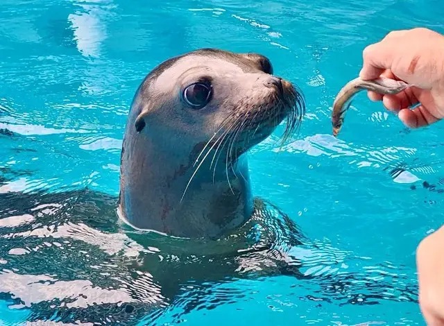 Lobario del Aquarium