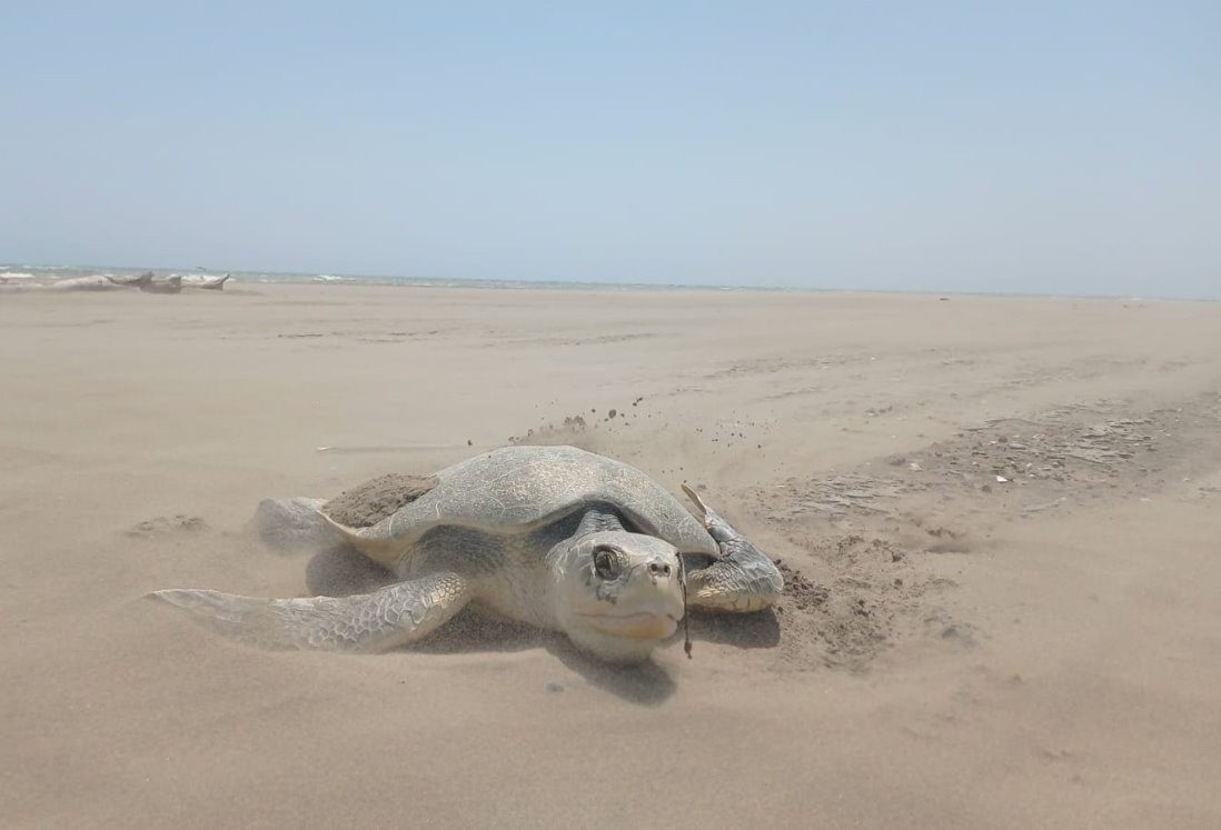 Tortuga Lora