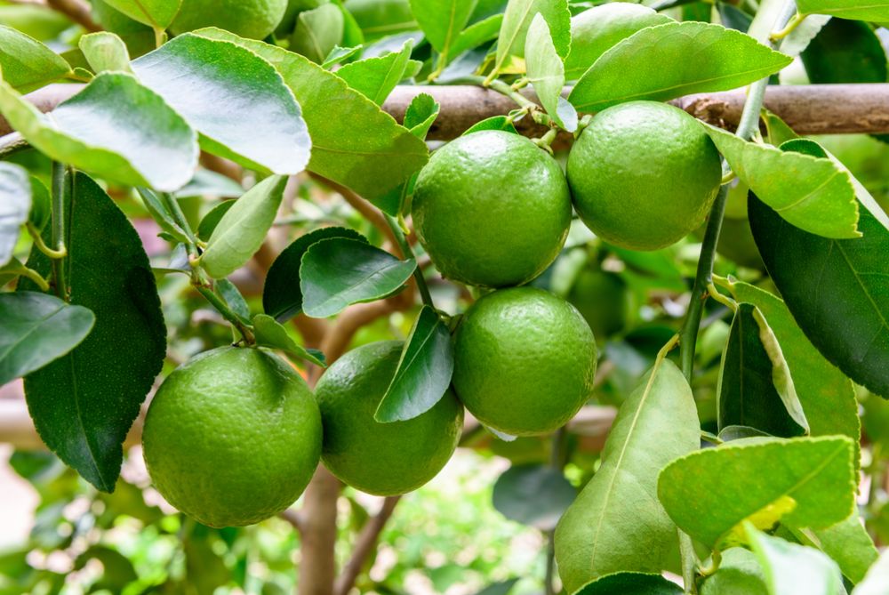 Productores piden