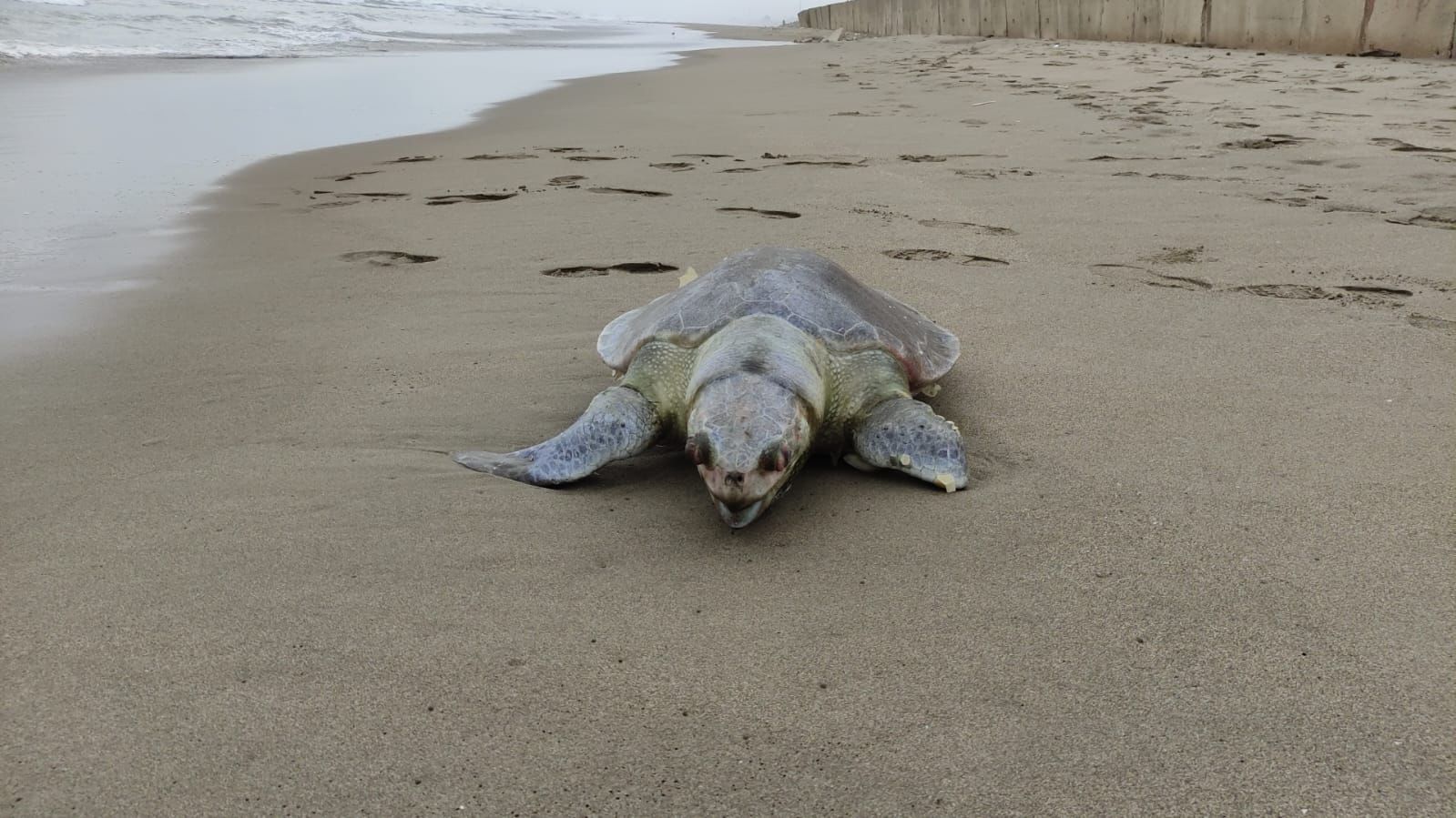 Aparece tortuga