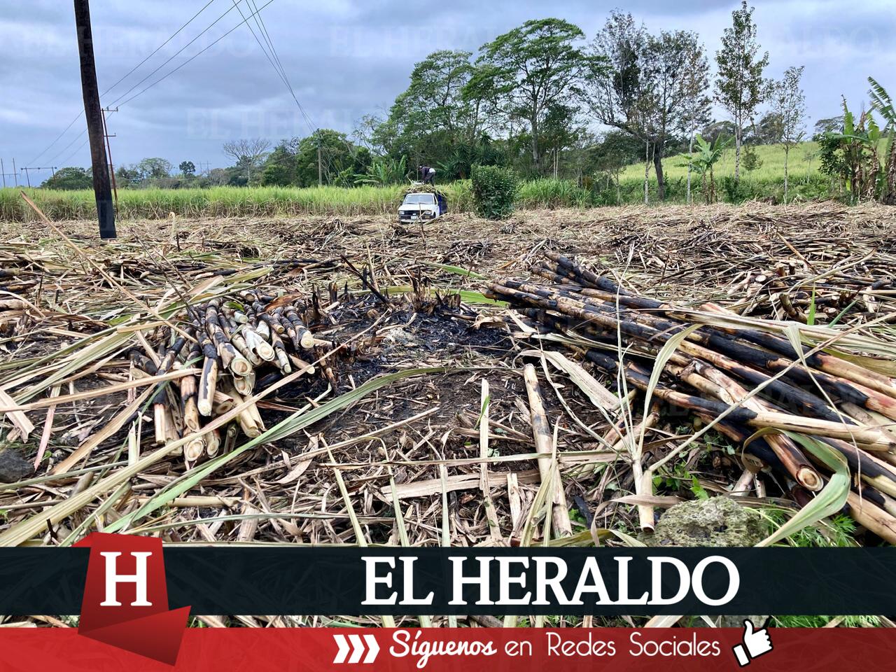 Sequía afecta a cultivos de caña en Huasteca Veracruzana