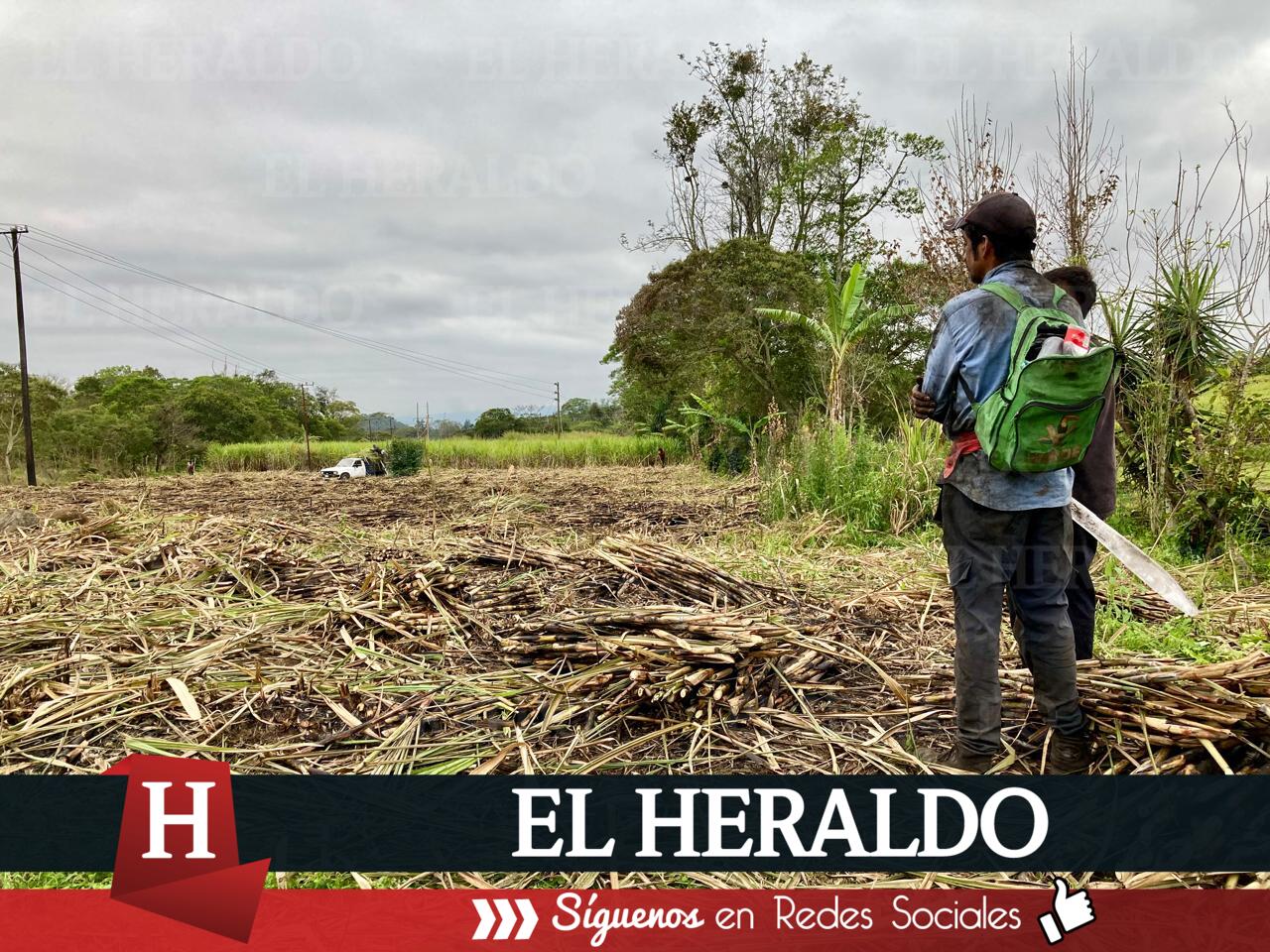 Sequía afecta a cultivos de caña en Huasteca Veracruzana 2