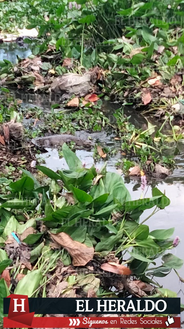 Vecinos de la colonia Progreso y Paz temen por par de cocodrilos en el canal 1