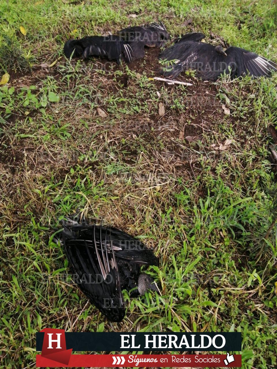 Mueren envenenados decenas de zopilotes y un perro en Ayahualulco 2