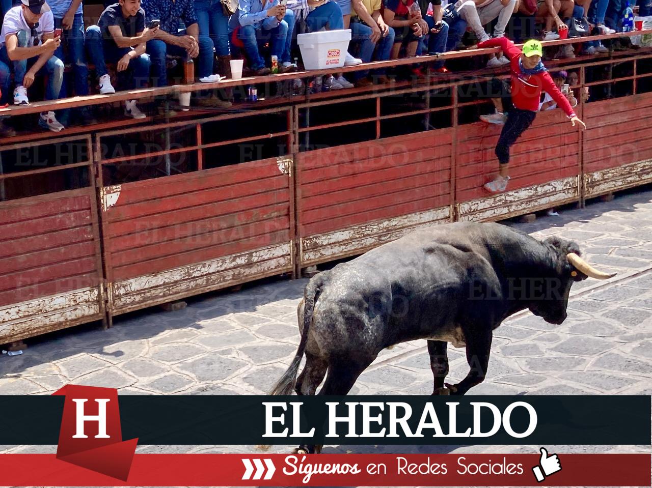 Animalistas de Veracruz exigen sanciones contra quienes realicen corridas de toros