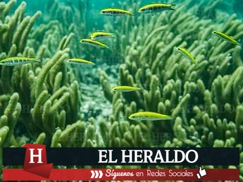 Denuncian desacato judicial para garantizar protección del arrecife veracruzano