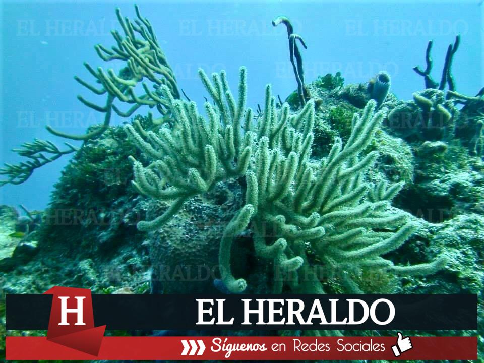 Denuncian desacato judicial para garantizar protección del arrecife veracruzano 2