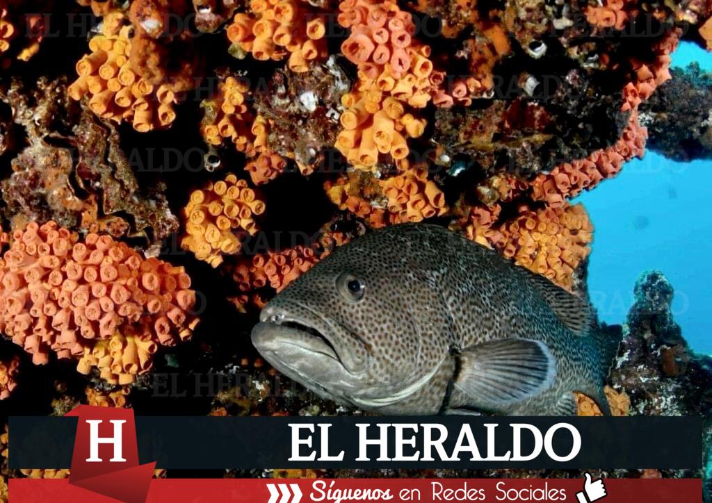 Denuncian desacato judicial para garantizar protección del arrecife veracruzano 3