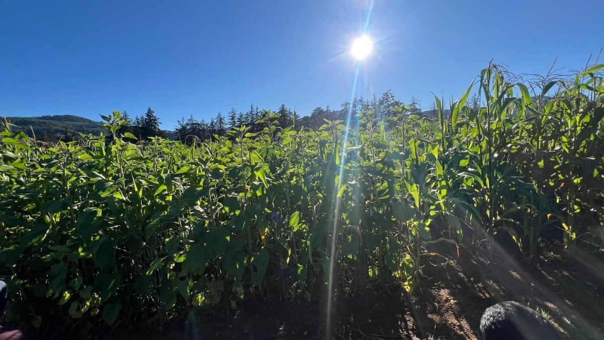 Establecen rutas en la producción de alimentos