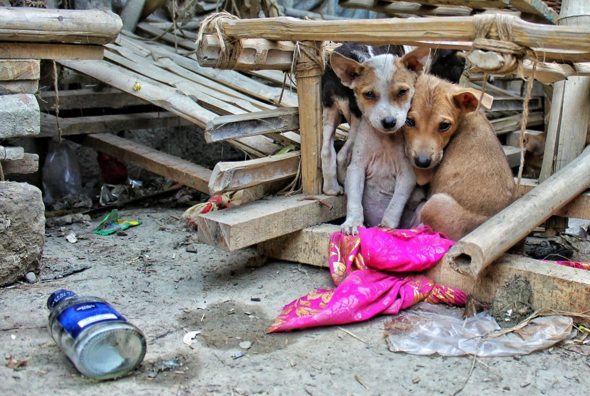 Persisten casos sobre abandono de mascotas