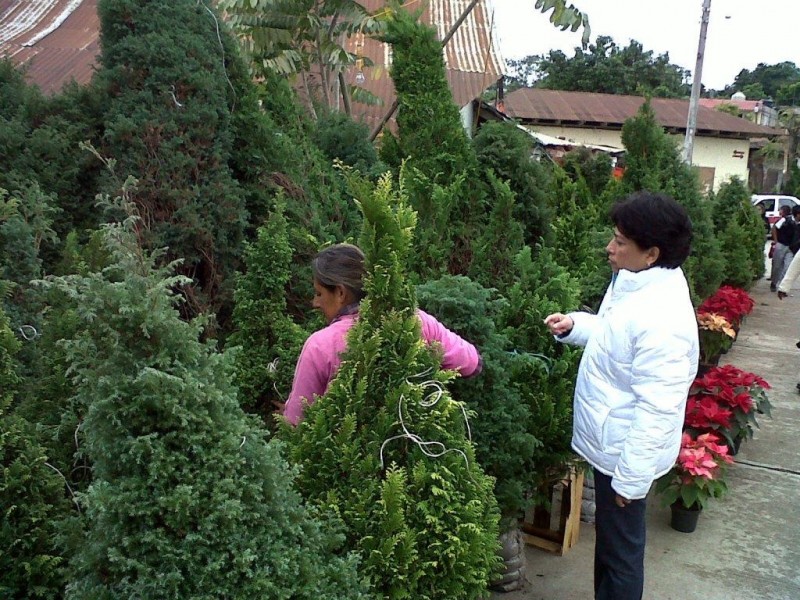 Anhelan ventas de árboles navideños