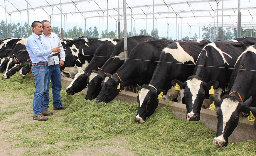 Ganaderos deben aumentar producción