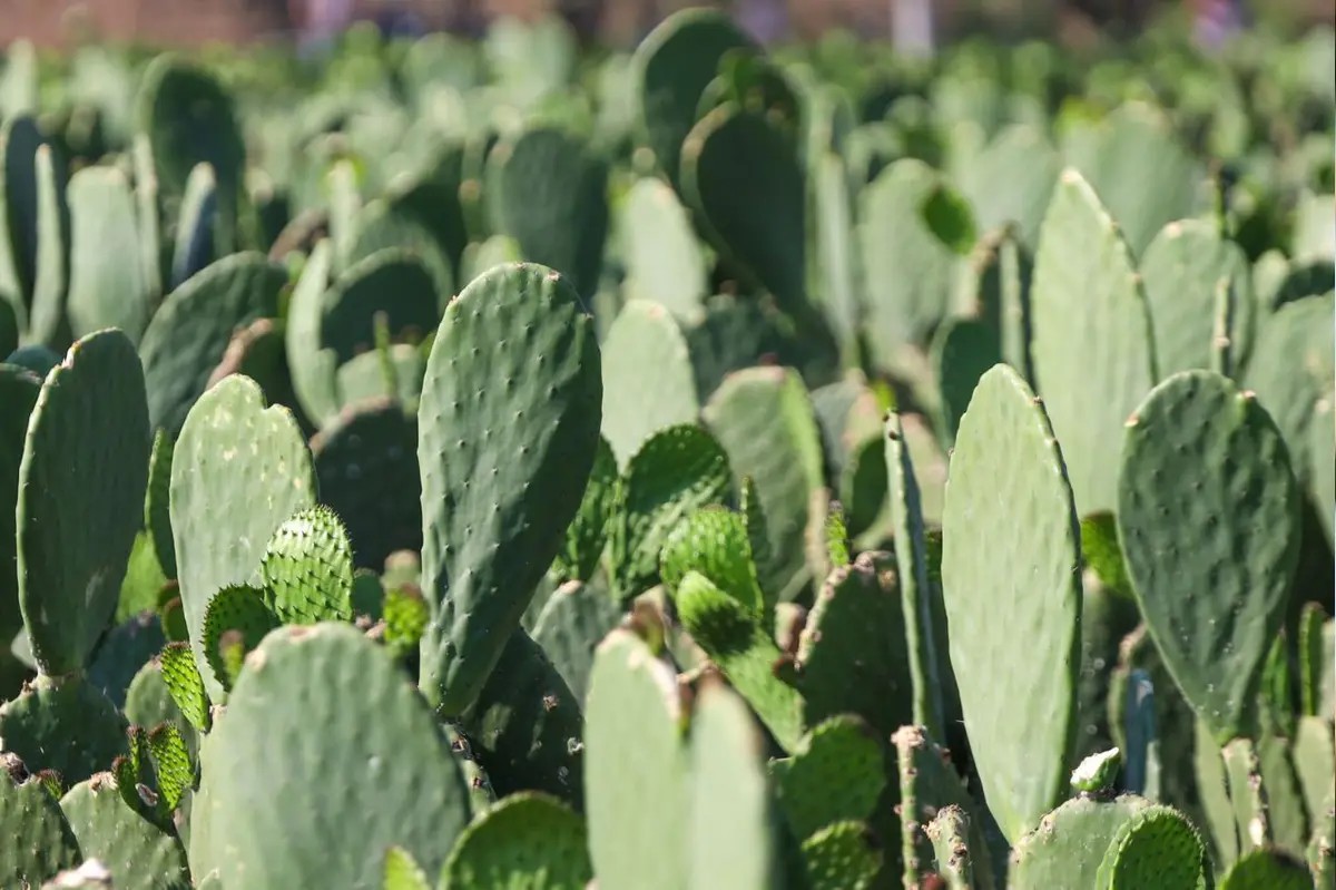 Productores al frente: Feria del Nopal
