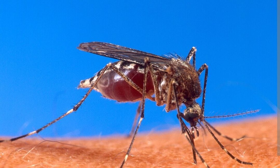 Aumentan casos de dengue en Sonora Aumentan casos de dengue en Sonora