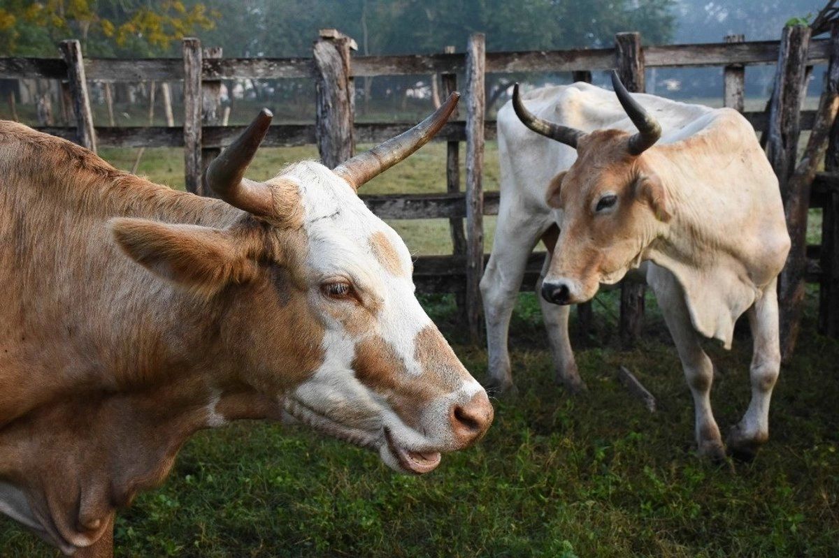 Sader activa plan nacional vs gusano barrenador