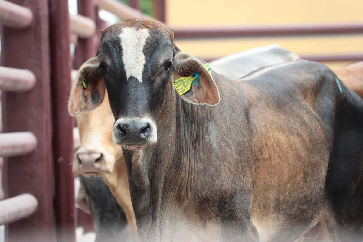 Lluvias afectan al ganado Lluvias afectan al ganado