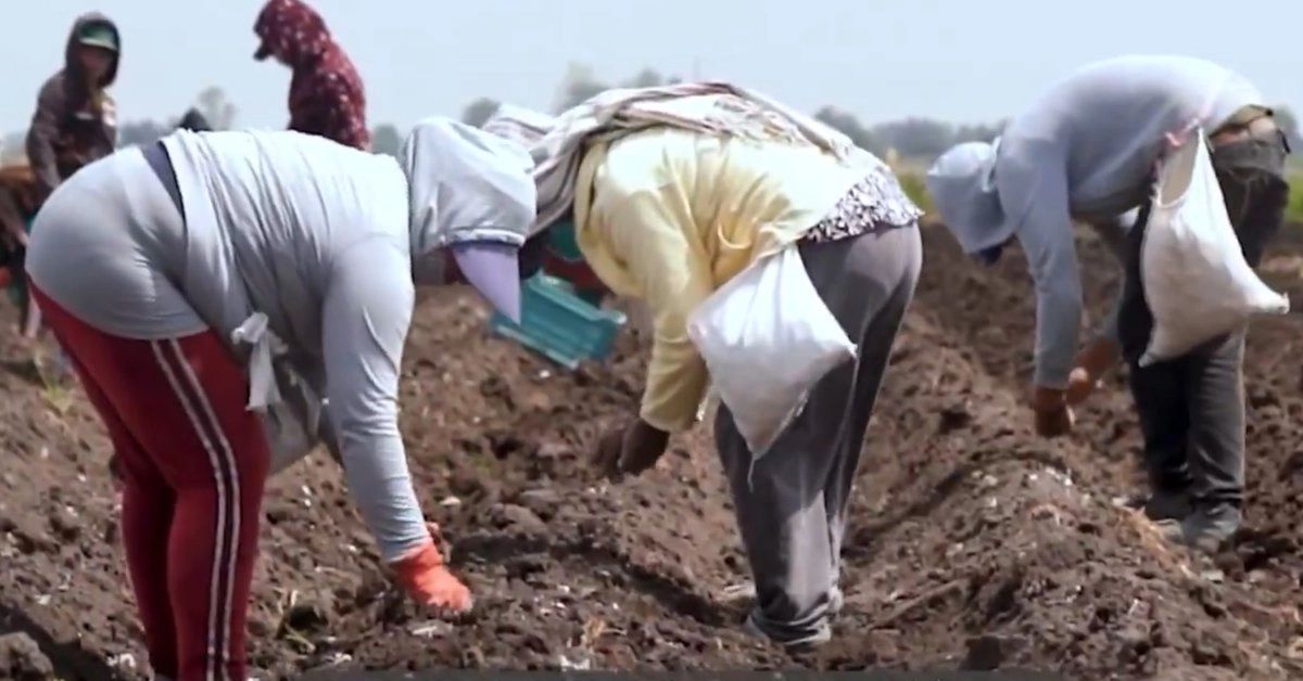 Digitalizan Ventanilla de Servicios Agrarios