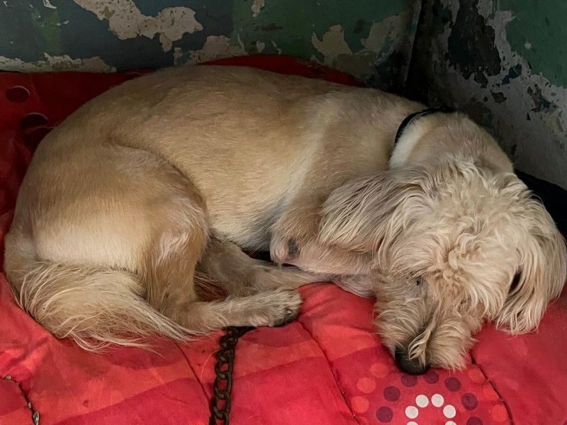 Piden reducir uso de pirotecnia