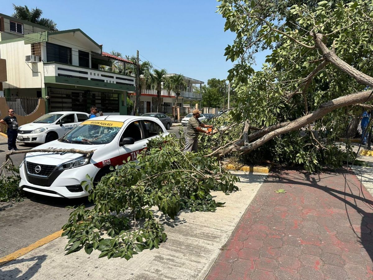 Atiende PC árboles caídos Atiende PC árboles caídos