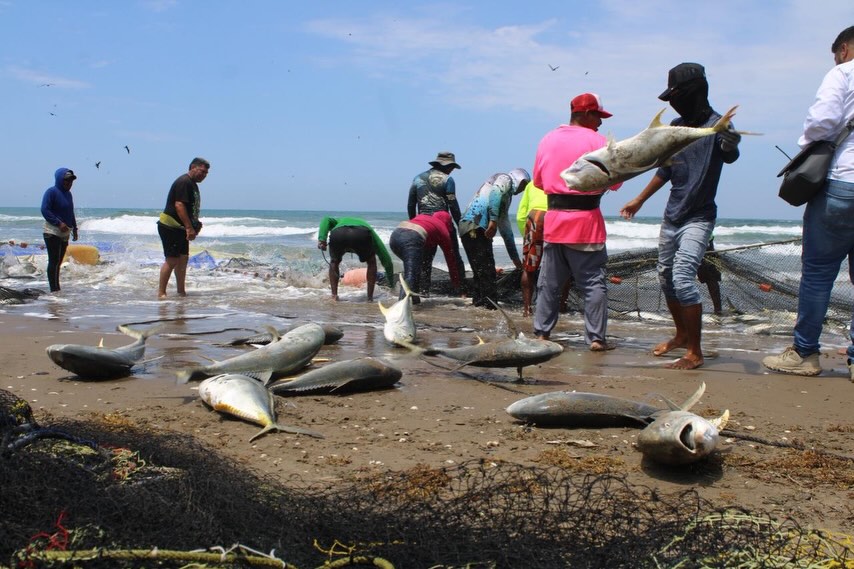 Capturan 8 toneladas de jurel en Antón Lizardo