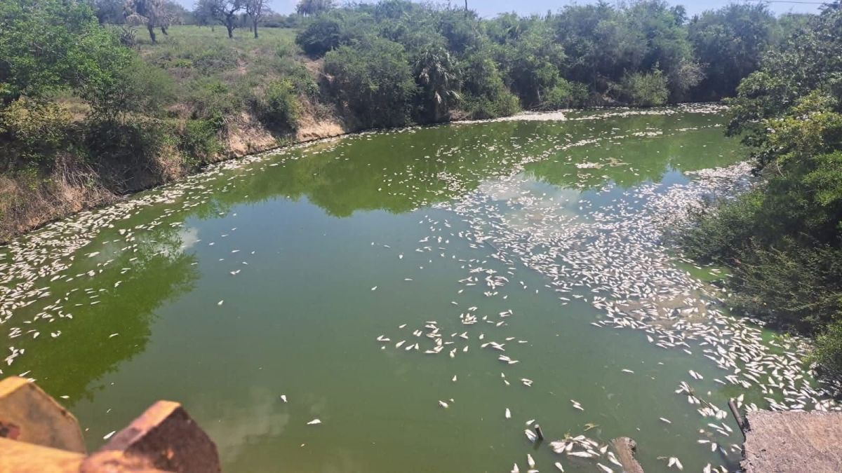 Otra mortandad de peces, en Ozuluama