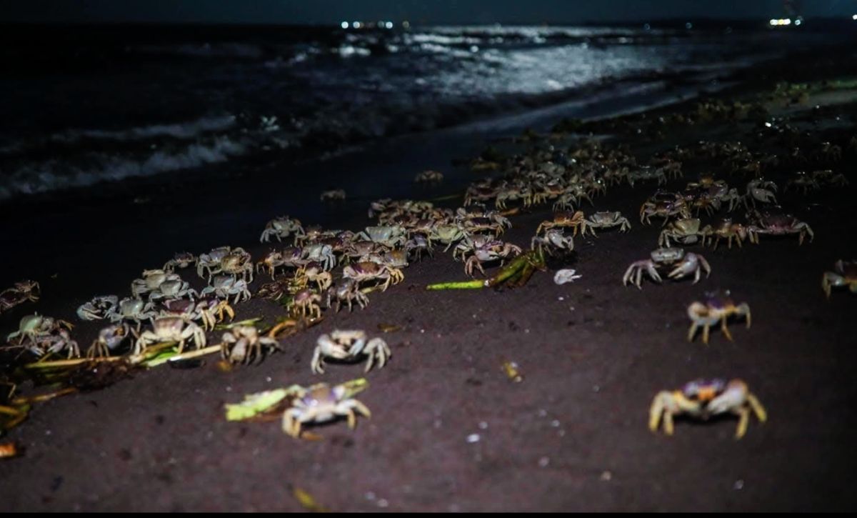 Inicia campaña de protección del cangrejo azul Inicia campaña de protección del cangrejo azul