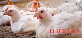 Riesgo de gripe aviar H5N1 está evolucionando: OMS