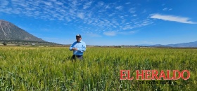 Sembrarán 41 hectáreas de cultivos agrícolas en la región