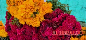 Auguran buenas ventas de flor de Cempasúchil