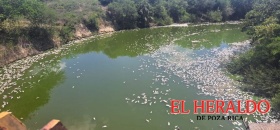 Otra mortandad de peces, en Ozuluama